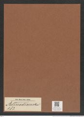 Actinodiscus sp. (de-Toni-Nr.: Genus 183) Zeichnungen Sammlung Grunow Mappe 04510 (Herbarium_W_Grunow_drawings_Folder_04510)